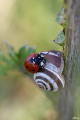 La coccinelle et l'escargot