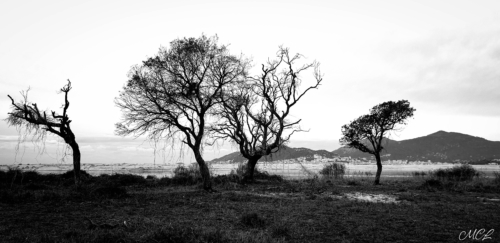 Embouchure du Prunelli - Porticcio