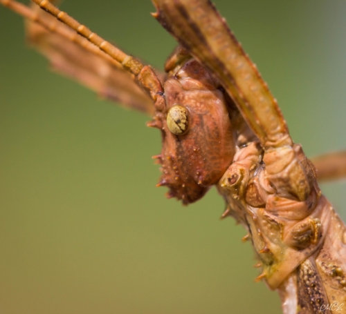 Un phasme dans toute sa splendeur